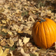 Illustration for article titled Shooting Challenge Fall Leaves Gallery 3